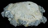 Calcite Crystal Filled Clam Fossil #6045-3